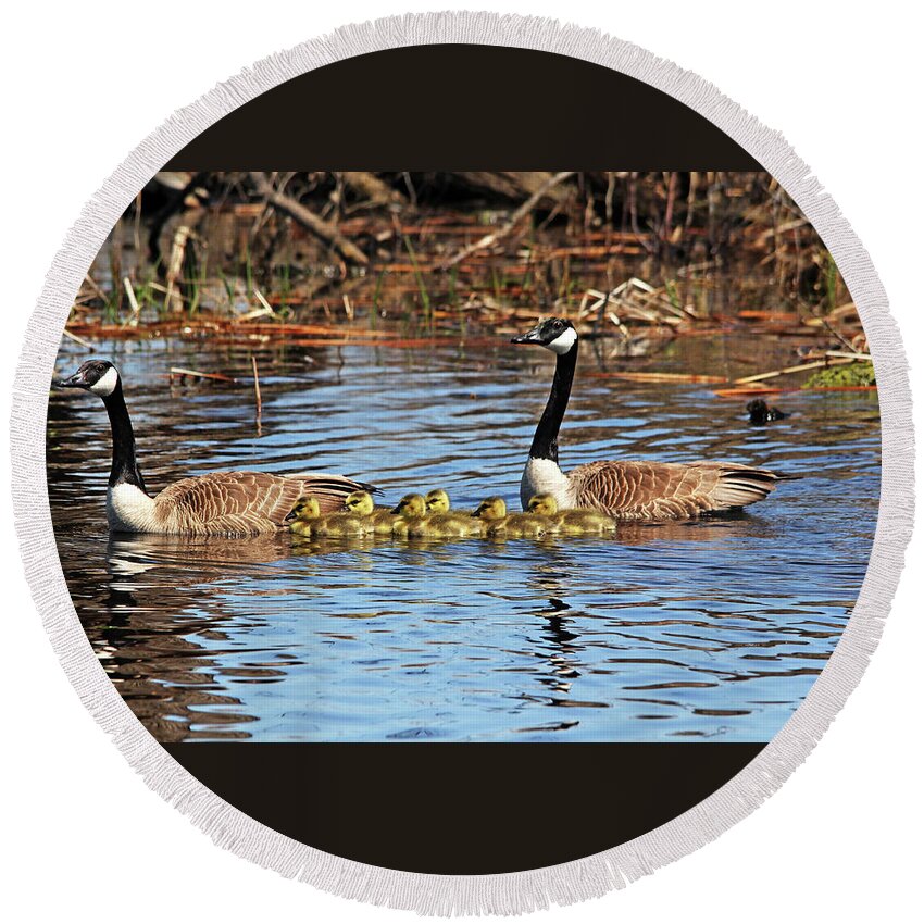 Geese Round Beach Towel featuring the photograph Goose Family On The Pond by Debbie Oppermann