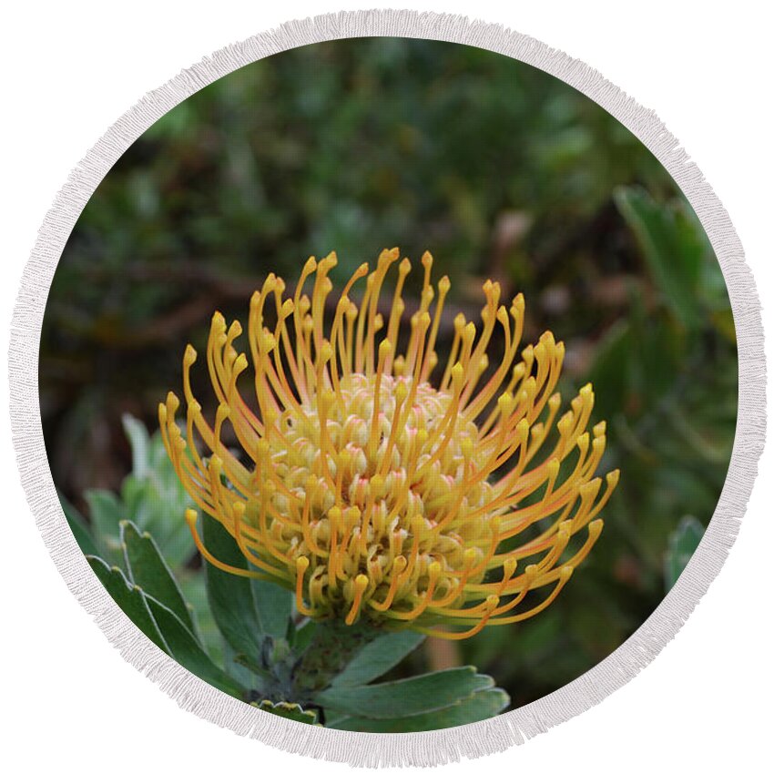 Protea Round Beach Towel featuring the photograph Gorgeous Flowering Yellow Protea Flower in Hawaii by DejaVu Designs