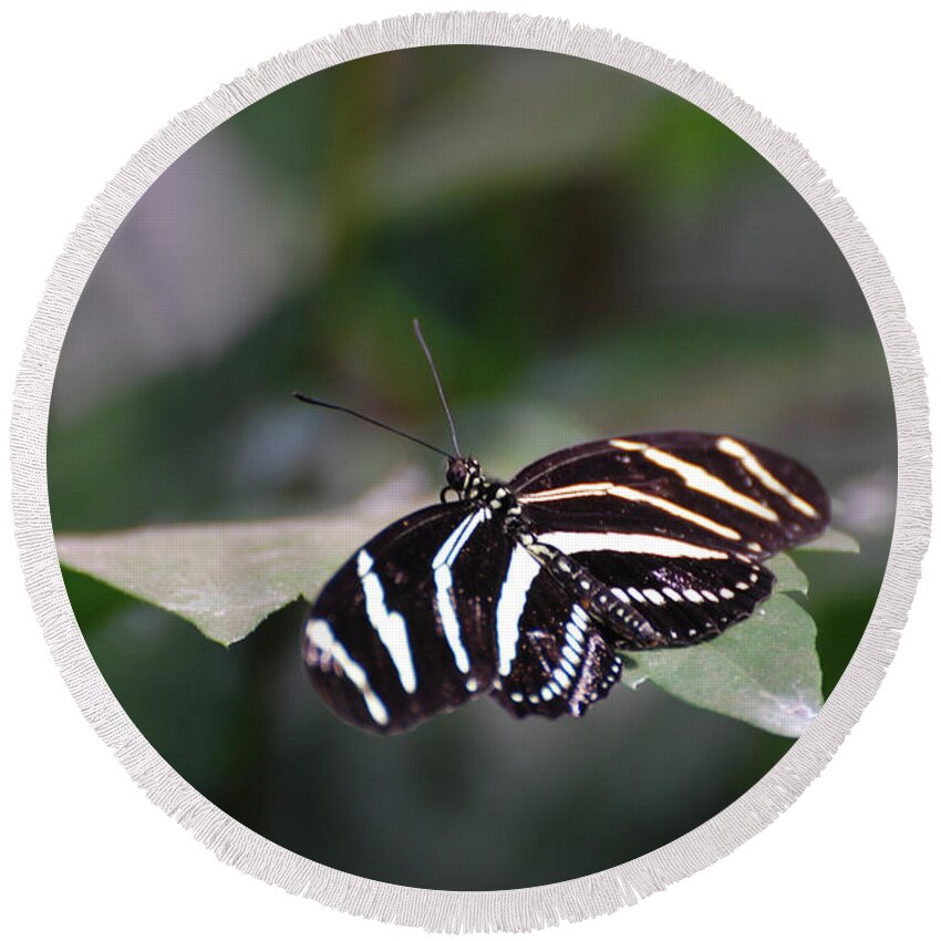 Zebra-butterfly Round Beach Towel featuring the photograph Gorgeous Shot of a Zebra Butterfly on a Leaf by DejaVu Designs