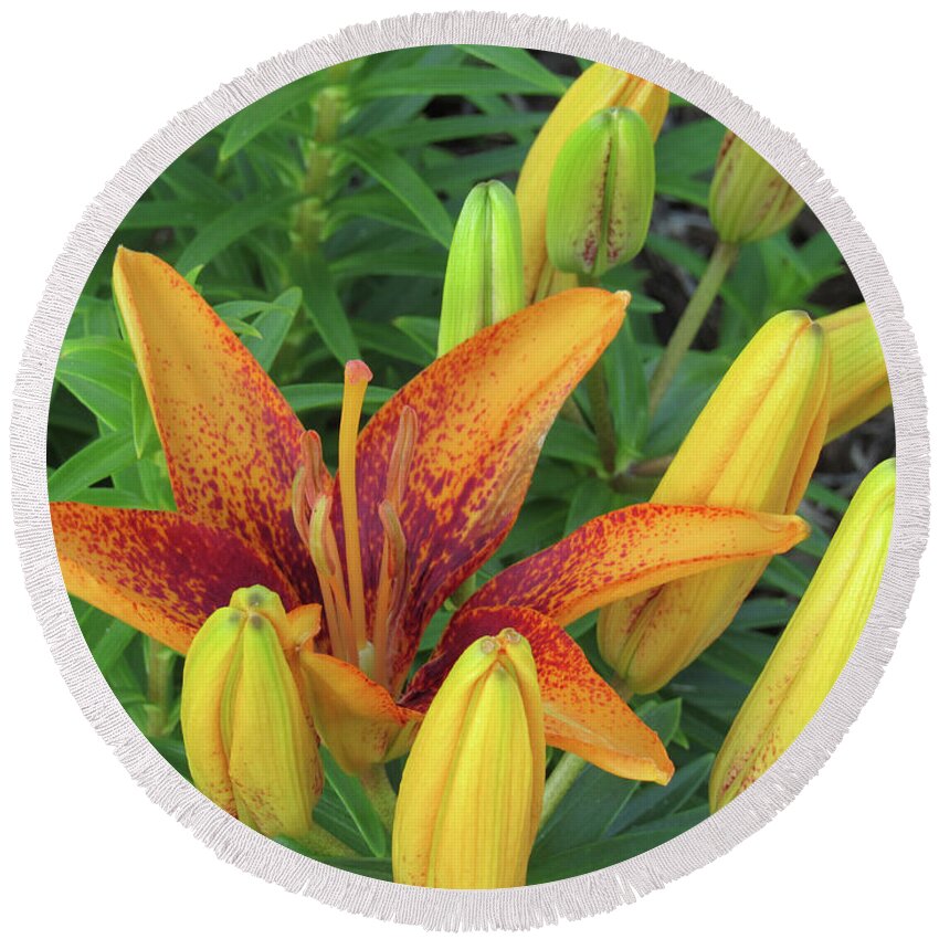 Lily Round Beach Towel featuring the photograph Grand Opening Lily by Roberta Byram