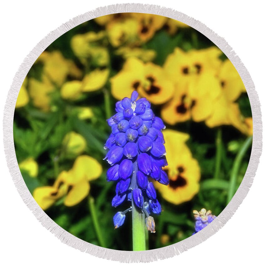 Grape Hyacinth Round Beach Towel featuring the photograph Grape Hyacinth 006 by George Bostian