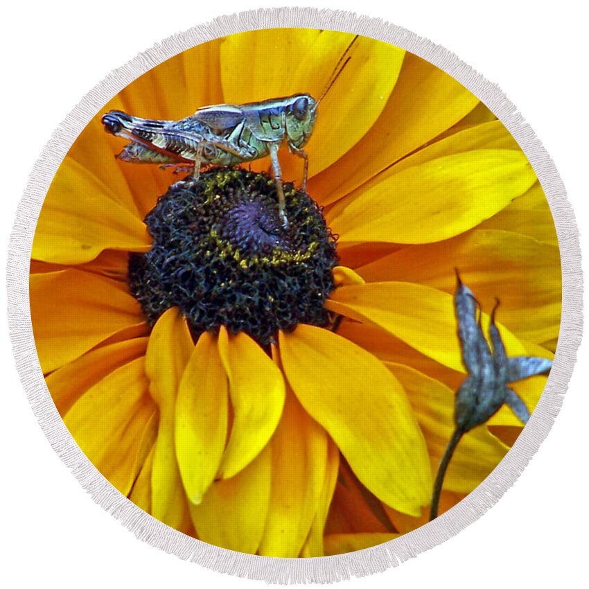 Insects Round Beach Towel featuring the photograph Grasshopper and Susan by Jennifer Robin