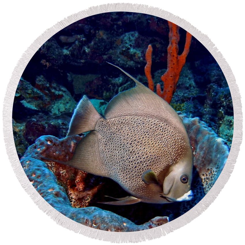 Angelfish Round Beach Towel featuring the photograph Gray Angel Fish and Sponge by Amy McDaniel