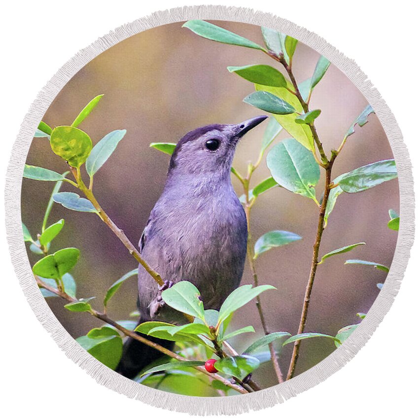 Nature Round Beach Towel featuring the photograph Gray Catbird Posing by DB Hayes