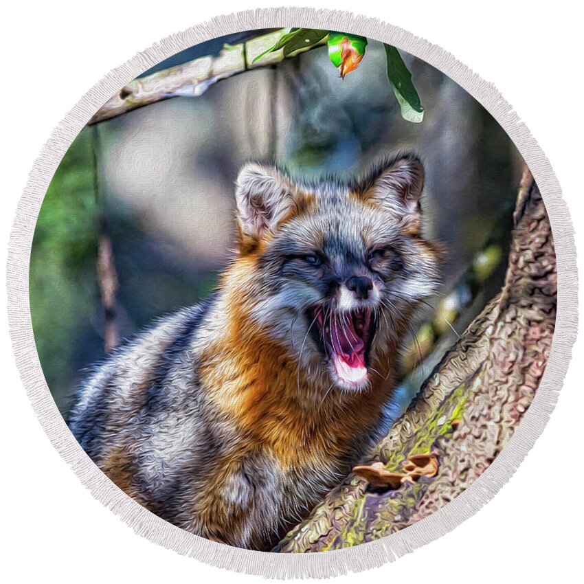 Nature Round Beach Towel featuring the digital art Gray Fox Awakens In The Tree by DB Hayes