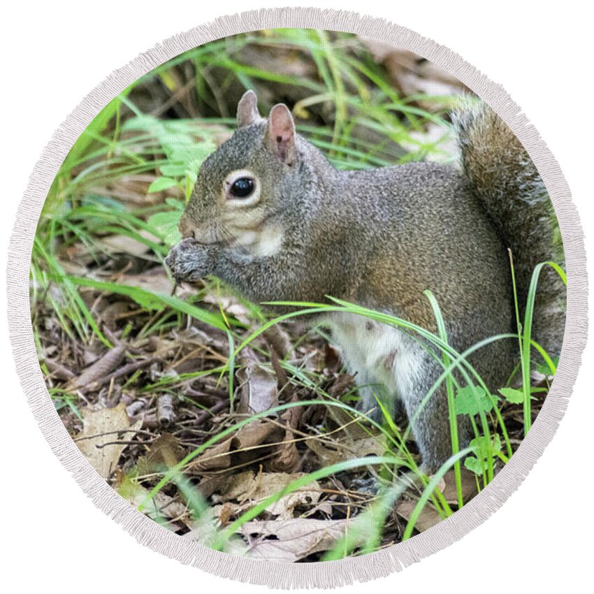 Animal Round Beach Towel featuring the photograph Gray Squirrel Eating by John Benedict