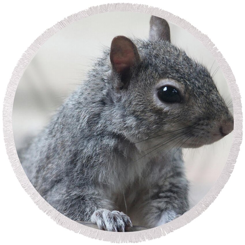 Squirrels Round Beach Towel featuring the photograph Gray Squirrel by Trina Ansel