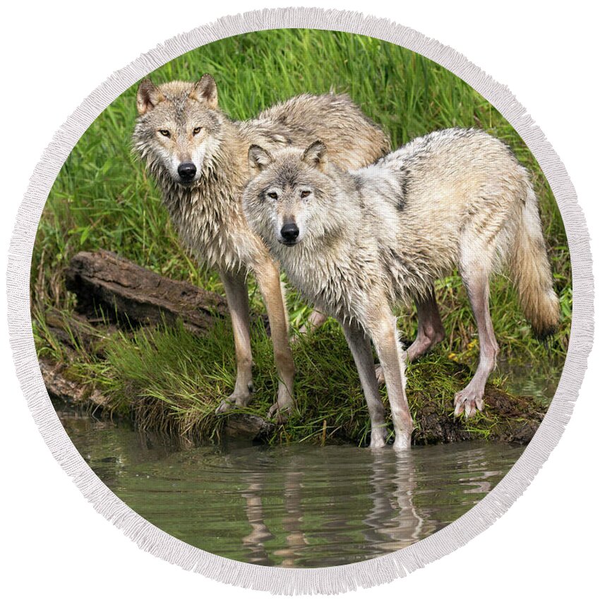 Gray Wolf Round Beach Towel featuring the photograph Gray Wolves by Art Cole