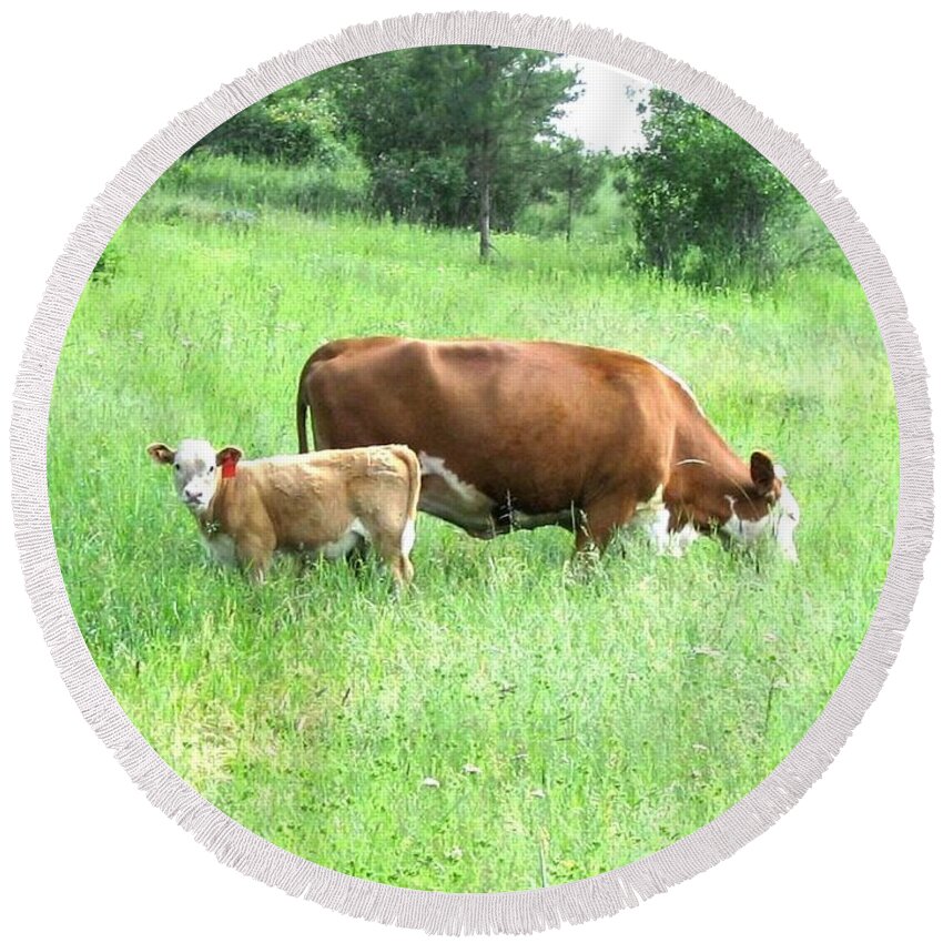 Cow Round Beach Towel featuring the photograph Grazing Cow And Calf by Will Borden