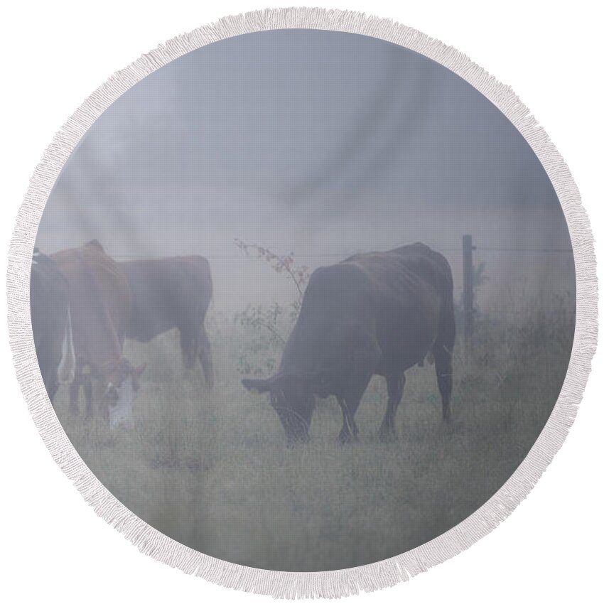 Cows Round Beach Towel featuring the photograph Grazing cows in the mist by Torbjorn Swenelius