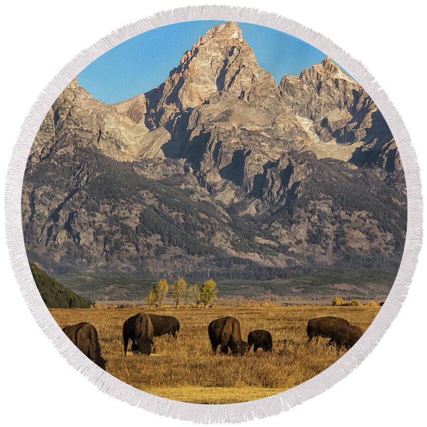 2016 Round Beach Towel featuring the photograph Grazing Under the Tetons Wildlife Art by Kaylyn Franks by Kaylyn Franks