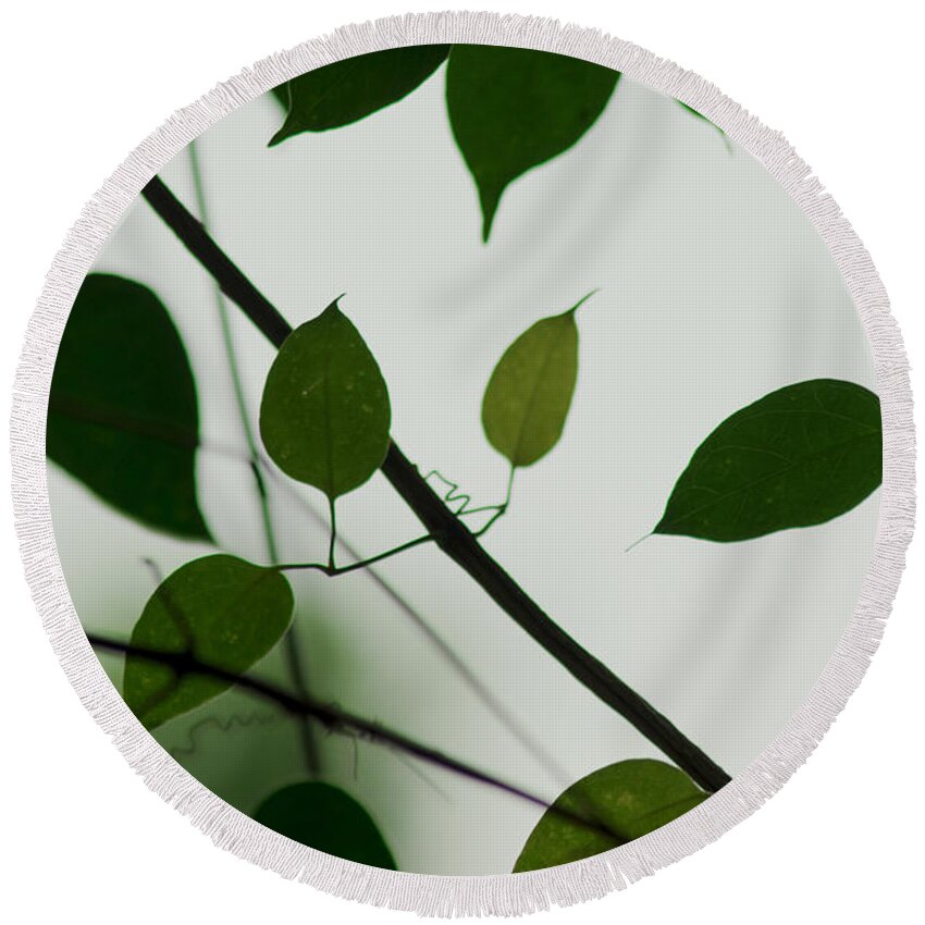 Green Round Beach Towel featuring the photograph Green Leaves 2 by Totto Ponce