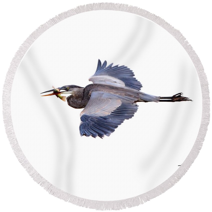 Birds Round Beach Towel featuring the photograph Great Blue by Harry Moulton