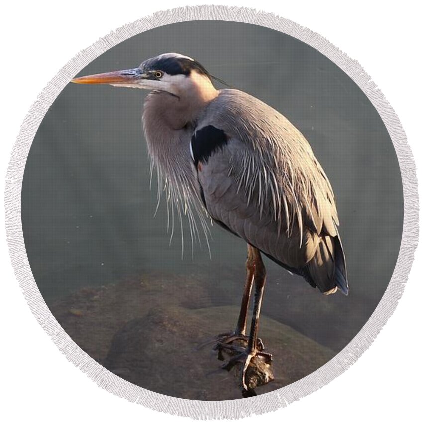 Great Round Beach Towel featuring the photograph Great Blue Heron - 5 by Christy Pooschke