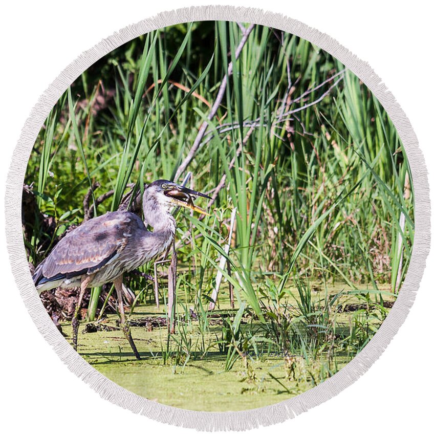 Great Blue Heron Round Beach Towel featuring the photograph Great Blue Heron and Blue Gill by Ed Peterson