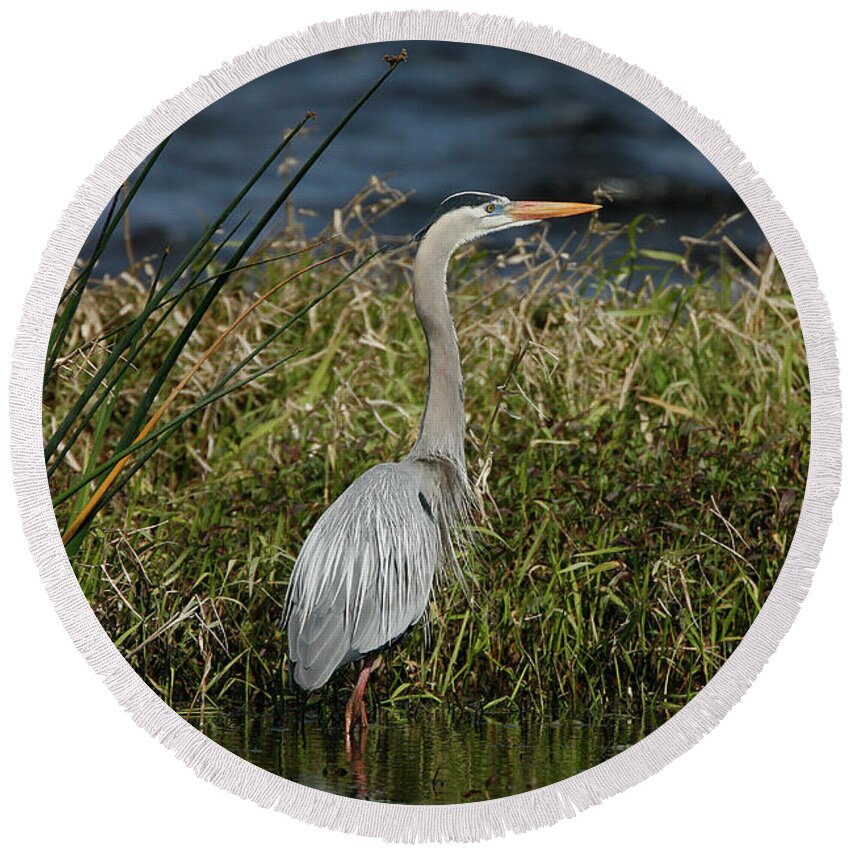 Great Blue Heron Round Beach Towel featuring the photograph Great Blue Heron by Cindi Ressler