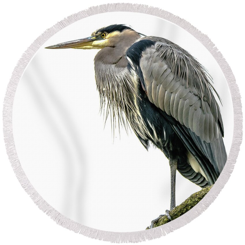 Heron Round Beach Towel featuring the photograph Great Blue Heron by David Lee