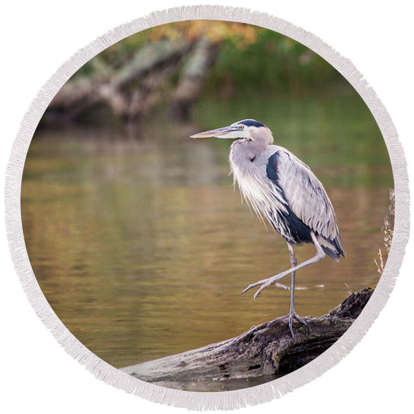 Bird Round Beach Towel featuring the photograph Great Blue Heron by Don Johnson