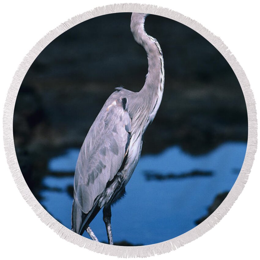 Animal Art Round Beach Towel featuring the photograph Great Blue Heron by Ed Robinson - Printscapes