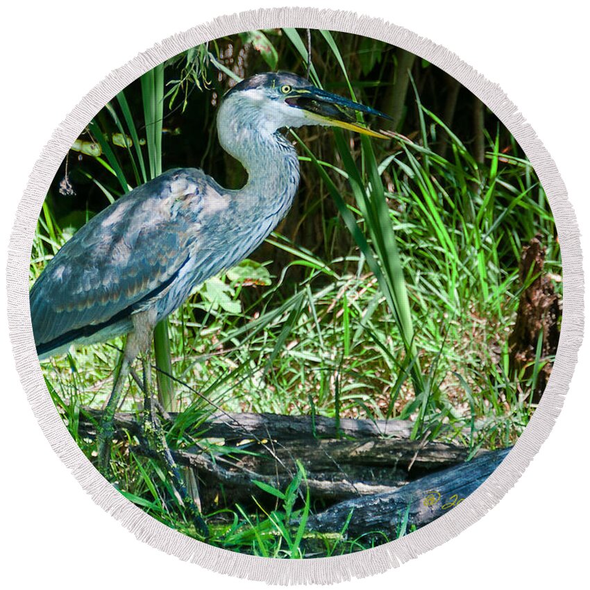 Great Blue Heron Round Beach Towel featuring the photograph Great Blue Heron Fish Meal by Ed Peterson