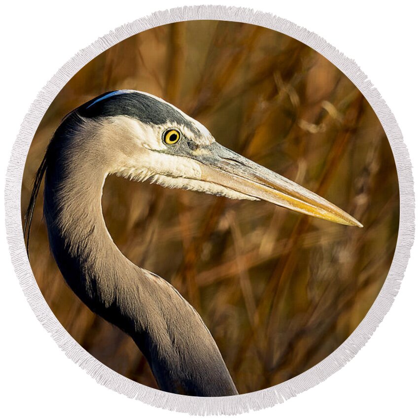 Bird Round Beach Towel featuring the photograph Great Blue Heron Hunting by Fred J Lord