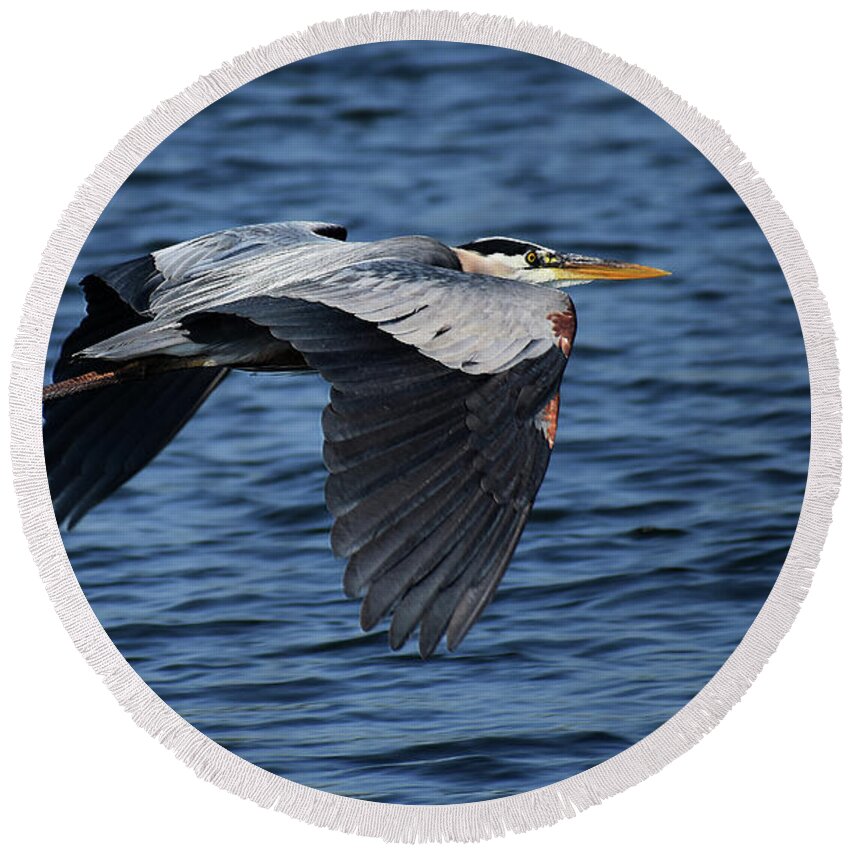 Names Of Birds Round Beach Towel featuring the photograph Great Blue Heron In Flight by Skip Willits
