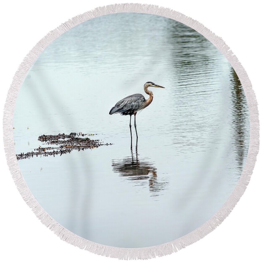 Ardea Herodias Round Beach Towel featuring the photograph Great Blue Heron on Chesapeake Bay pond by Patrick Wolf