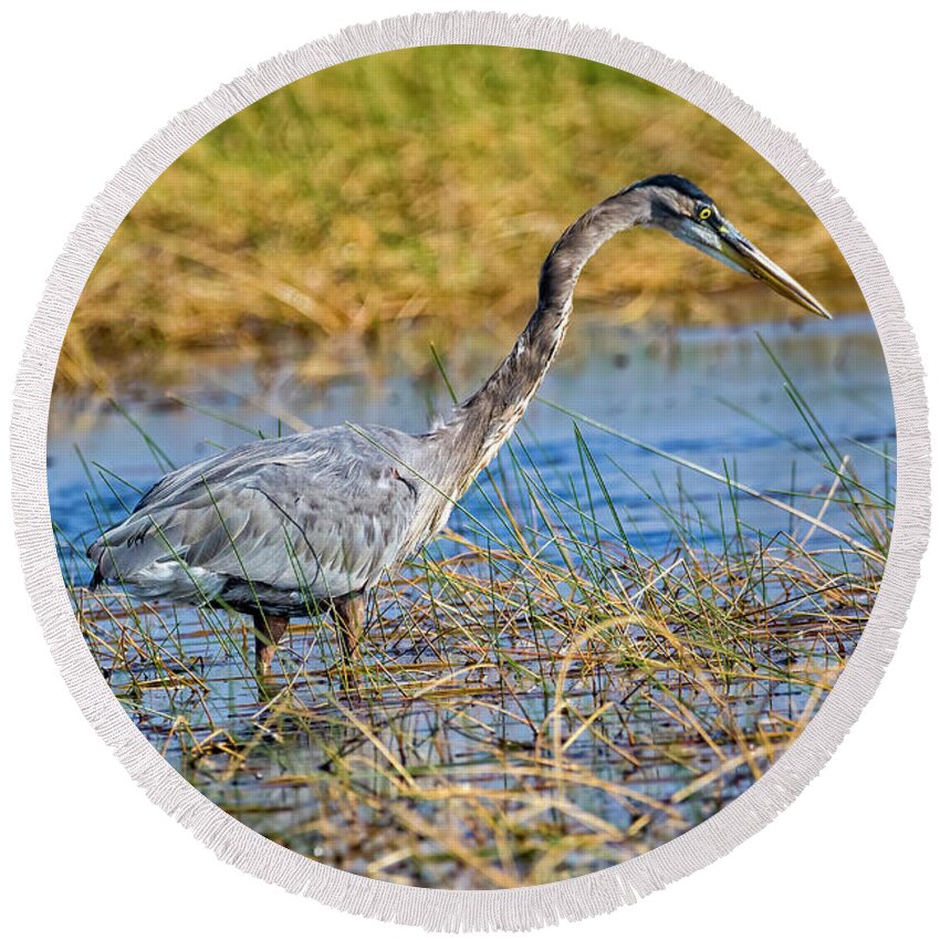 Herons Round Beach Towel featuring the photograph Great Blue Heron On The Hunt by DB Hayes