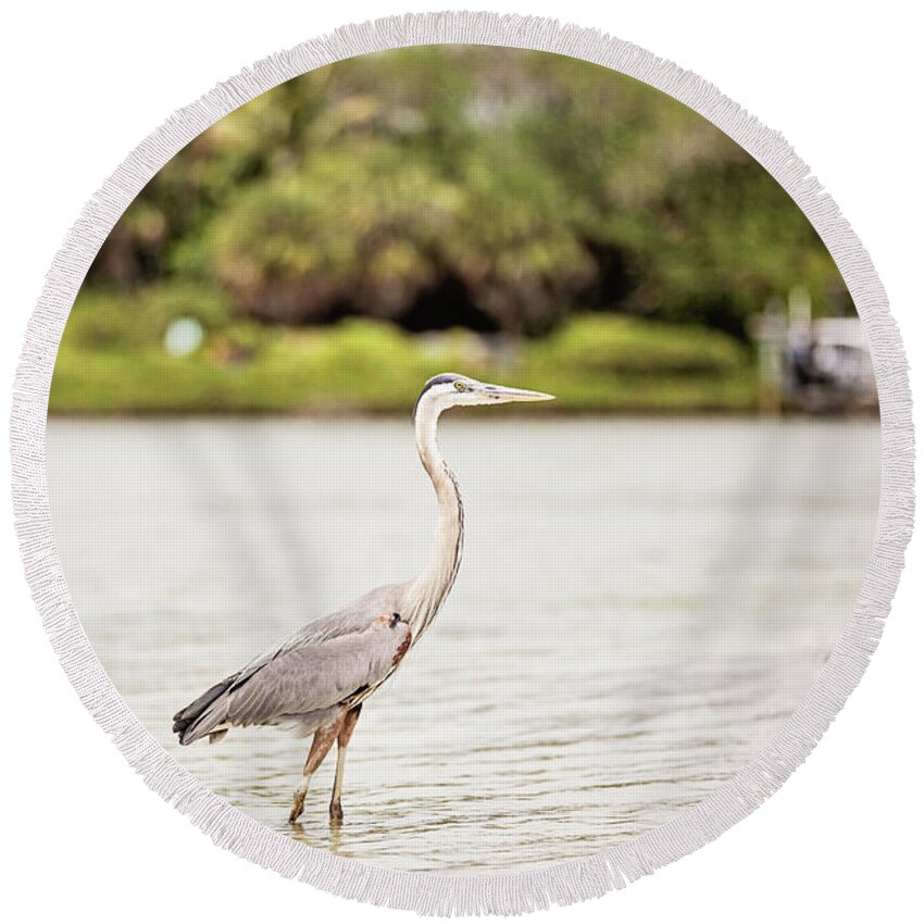 Great Blue Heron Round Beach Towel featuring the photograph Great Blue Heron by Scott Pellegrin