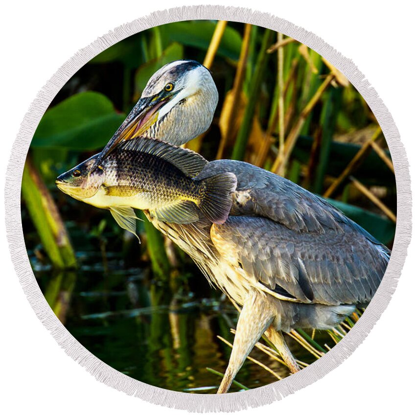 Great Blue Heron Round Beach Towel featuring the photograph Great Blue Heron with Fish by Ben Graham