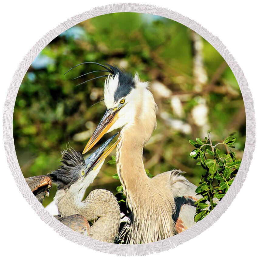 Great Blue Heron Round Beach Towel featuring the photograph Great Blue Herons Adult with Young by Ben Graham