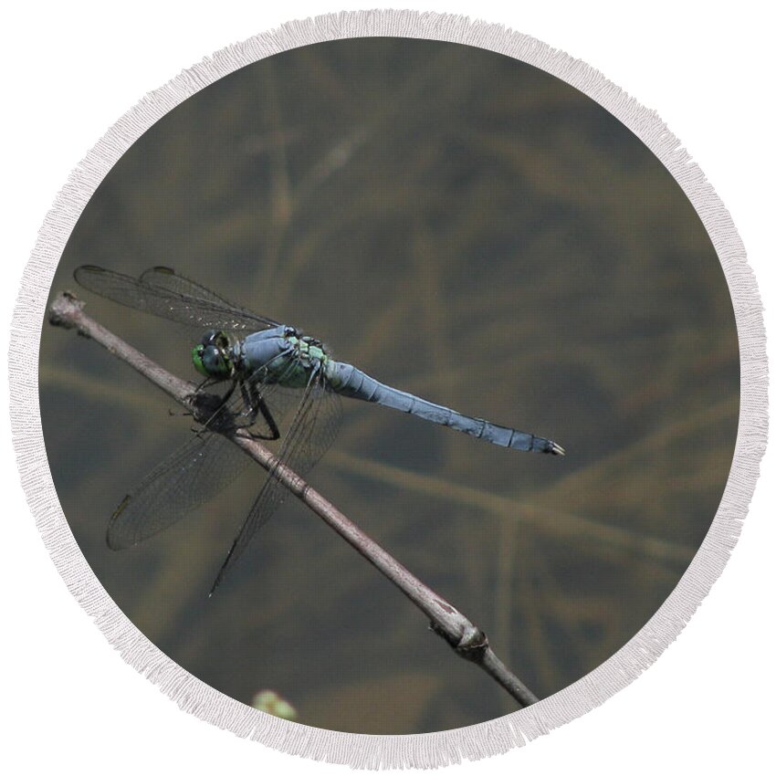Dragonfly Round Beach Towel featuring the photograph Great Blue Skimmer Dragonfly by Donna Brown