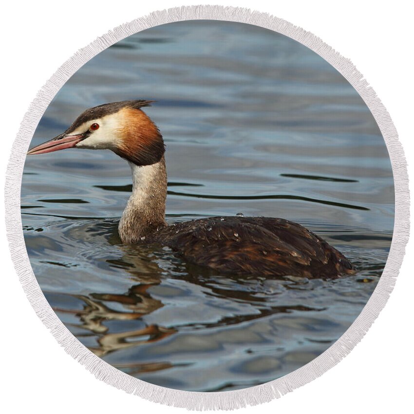 Great Crested Grebe Round Beach Towel featuring the photograph Great Crested Grebe by Maria Gaellman
