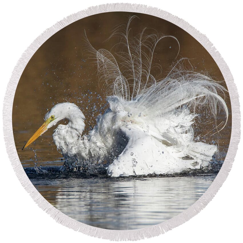 Great Round Beach Towel featuring the photograph Great Egret Bathing 1056-010518-1cr by Tam Ryan