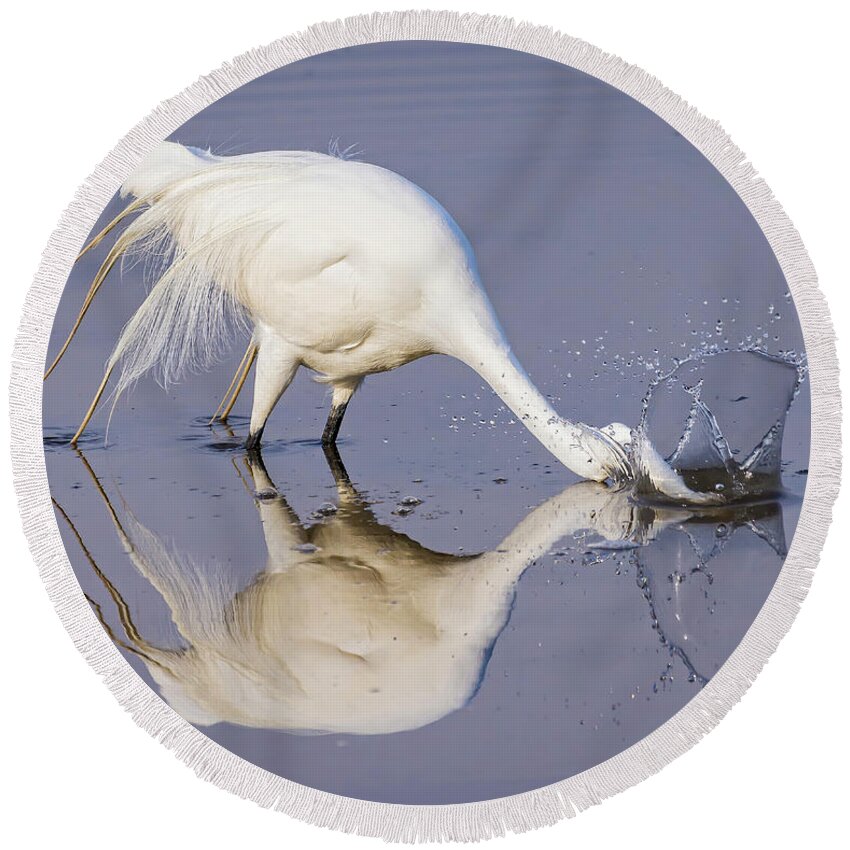 Egrets Round Beach Towel featuring the photograph Great Egret Dipping For Food by DB Hayes