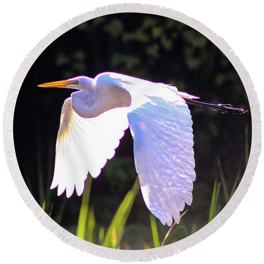 Nature Round Beach Towel featuring the photograph Great Egret in Flight - Ardea Alba by DB Hayes