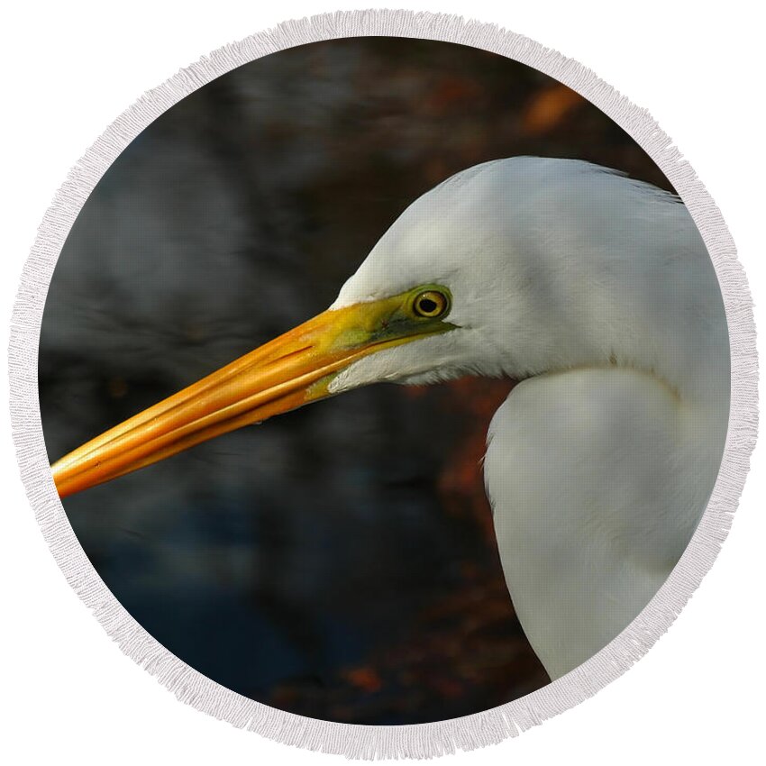 Snowy Round Beach Towel featuring the photograph Great Egret Portrait by Juergen Roth