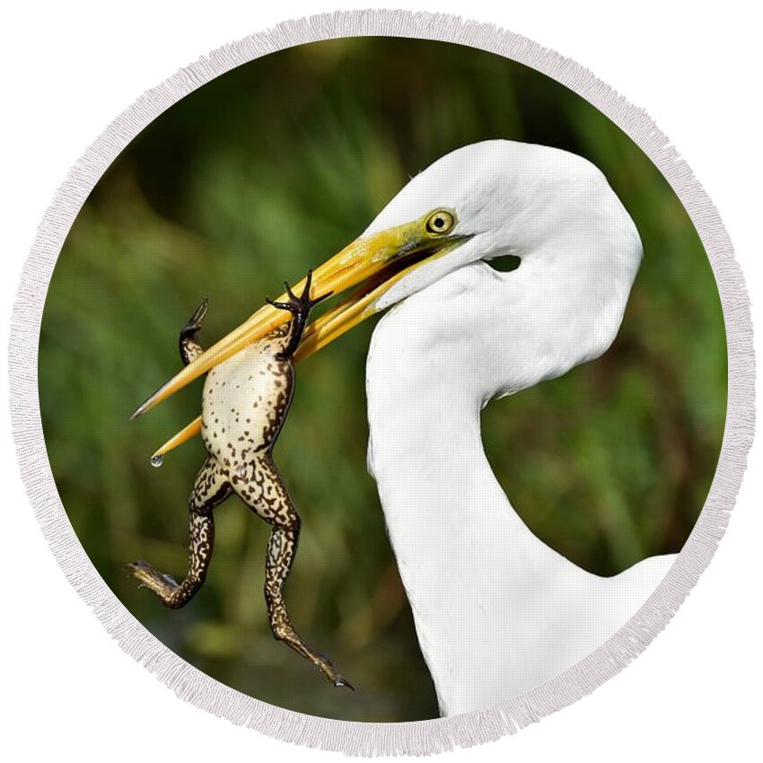 Great White Egret Round Beach Towel featuring the photograph Great Egret With Frog by Julie Adair