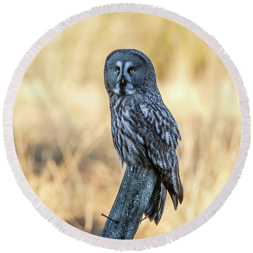 Great Grey Perching Round Beach Towel featuring the photograph Great Grey Perching by Torbjorn Swenelius