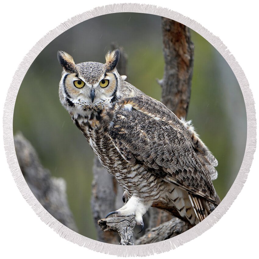 Denise Bruchman Round Beach Towel featuring the photograph Great Horned Owl by Denise Bruchman