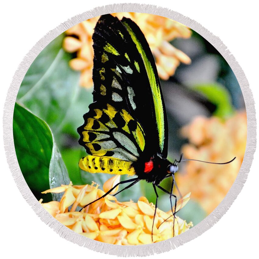 Nature Round Beach Towel featuring the photograph Great Mormon Butterfly by Amy McDaniel