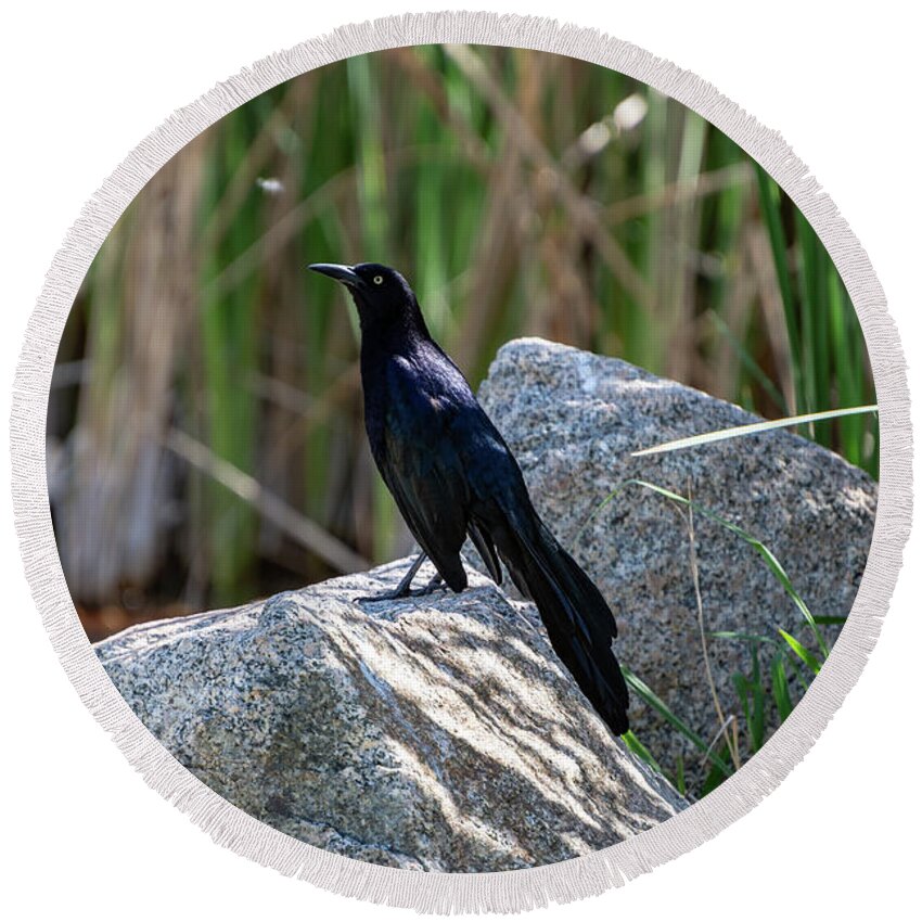 Grackle Round Beach Towel featuring the photograph Great-tailed Grackle by Douglas Killourie