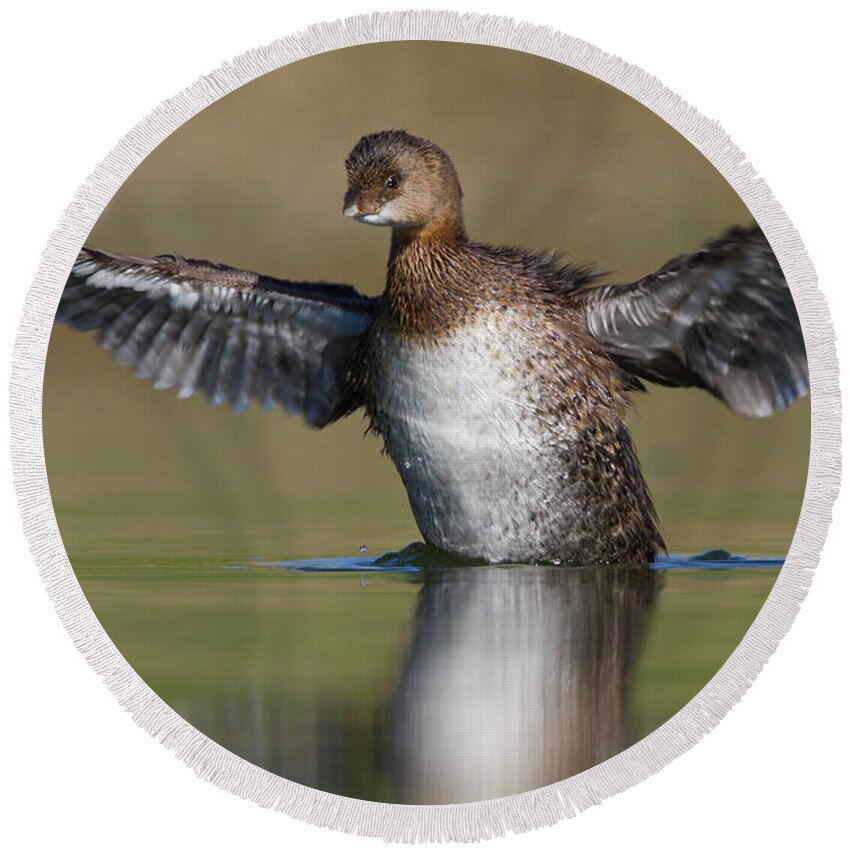 Grebe Round Beach Towel featuring the photograph Grebe flap by Bryan Keil