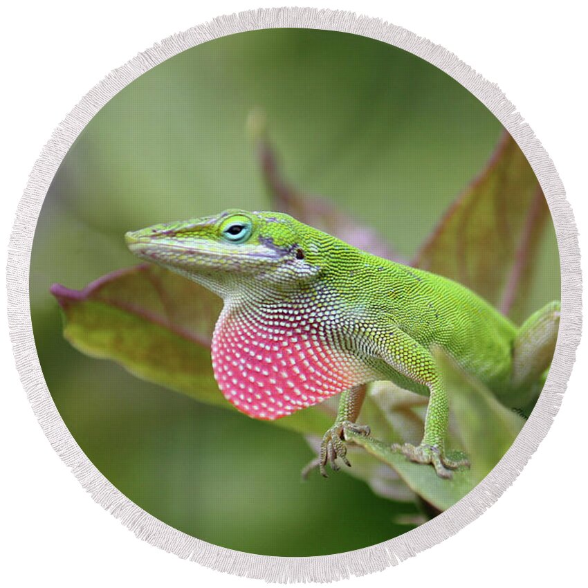 Anole Round Beach Towel featuring the photograph Green Anole by Terri Mills
