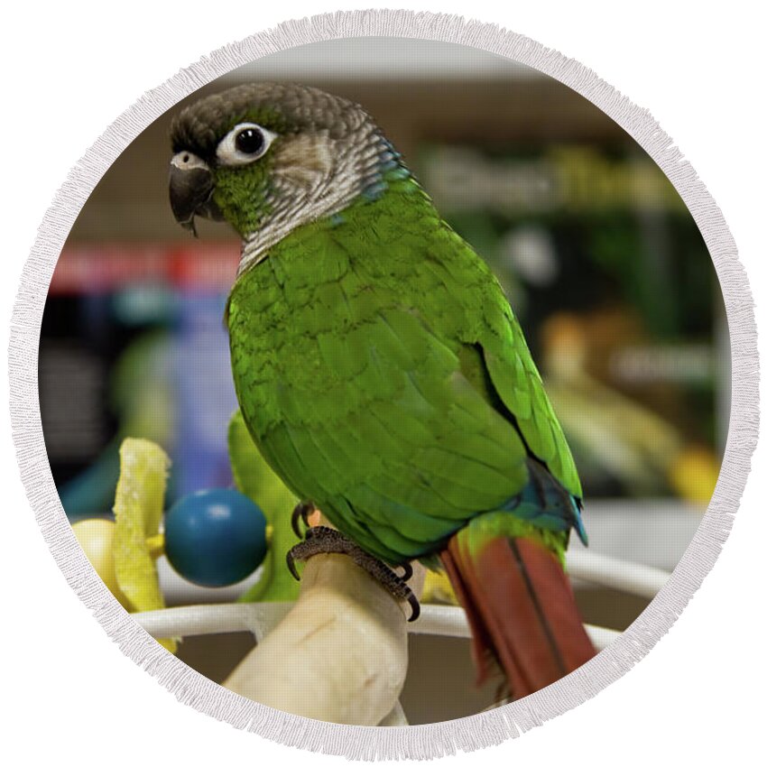 Conures Round Beach Towel featuring the photograph Green Cheek Conure by Jill Lang