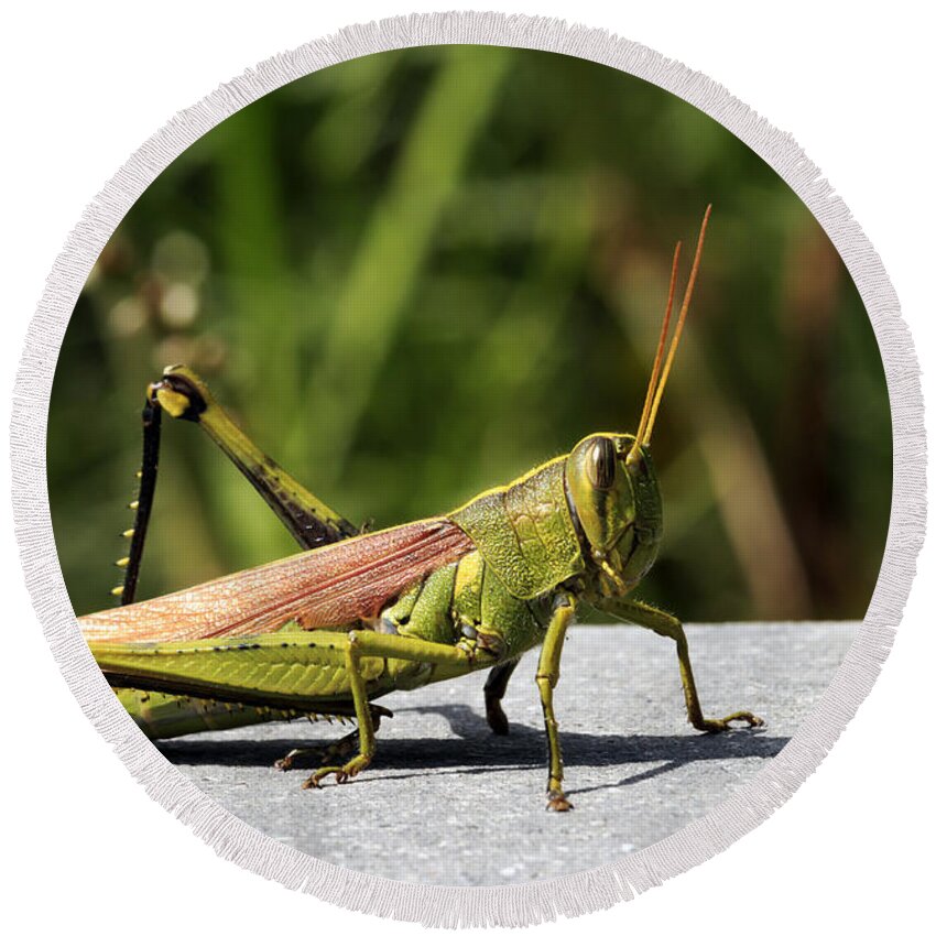 Alive Round Beach Towel featuring the photograph Green Grasshopper by Travis Rogers