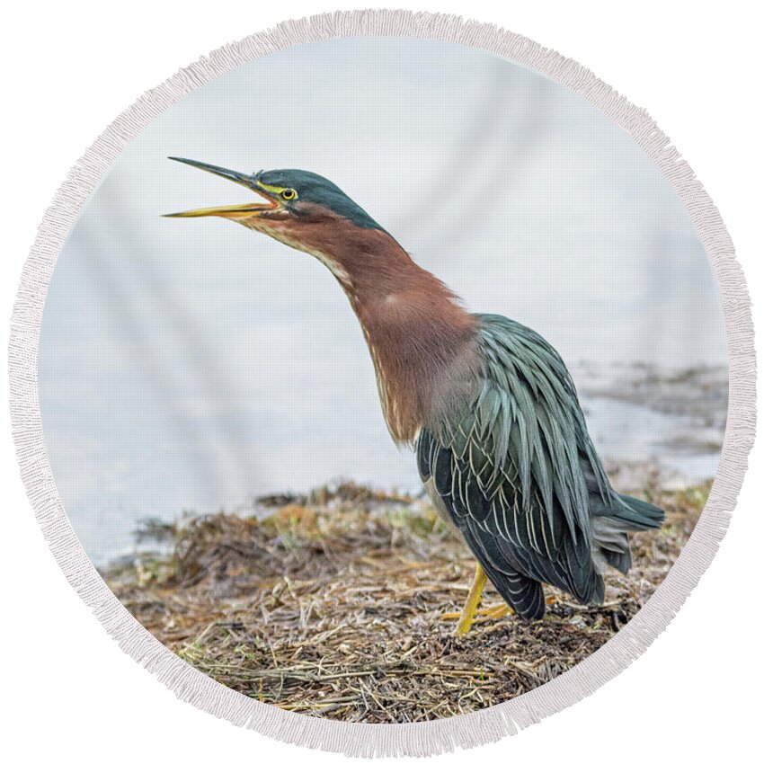 Green Round Beach Towel featuring the photograph Green Heron 1336 by Tam Ryan