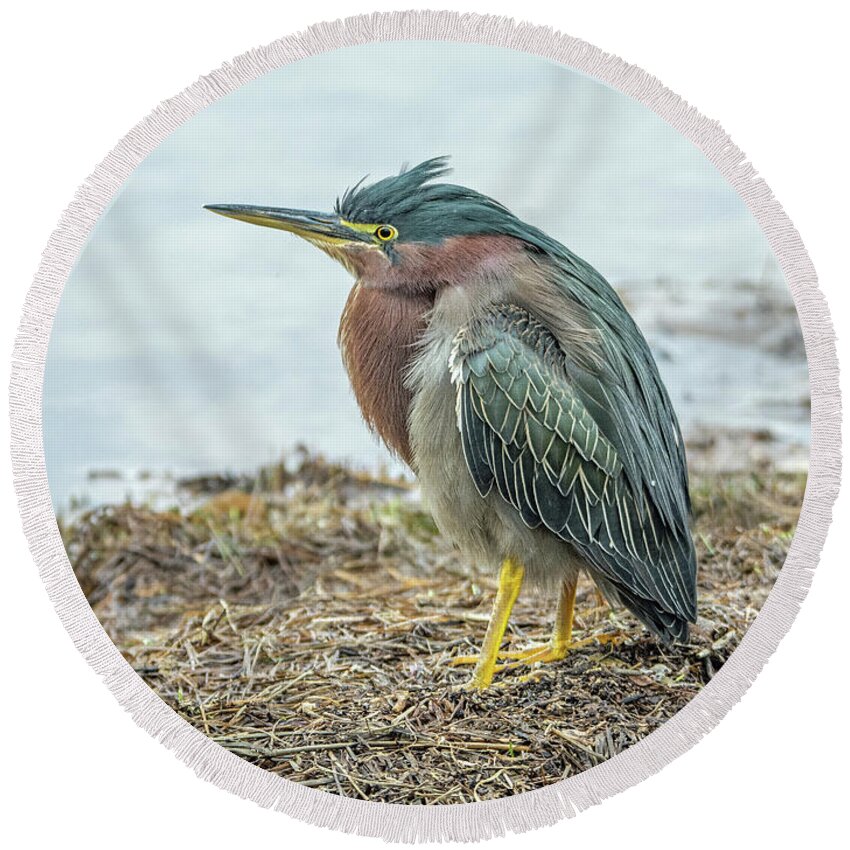 Green Round Beach Towel featuring the photograph Green Heron 1340 by Tam Ryan
