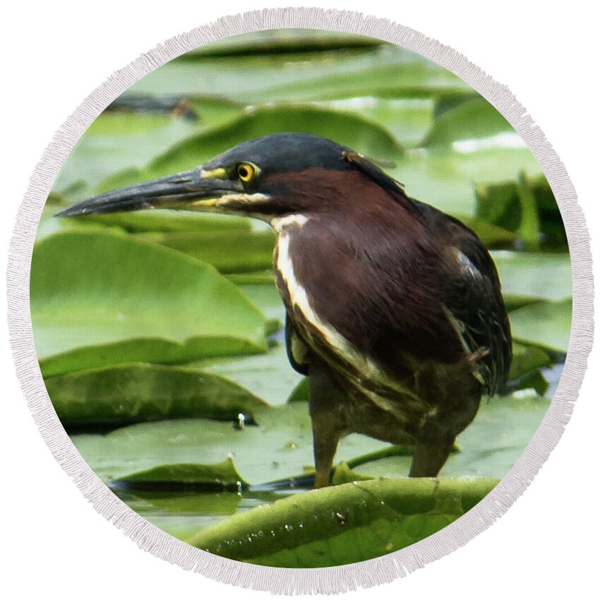 Green Heron Round Beach Towel featuring the photograph Green Heron with Damselfly by Michael Hall