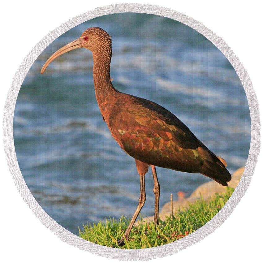Ibis Round Beach Towel featuring the photograph Green Ibis 4 by Shoal Hollingsworth